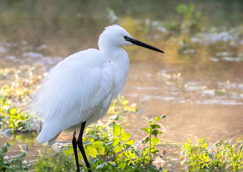 Egret at Mill end Kearsney Abbey